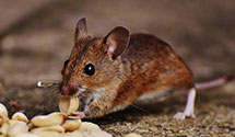 24 Hour & Emergency Exterminators in Montgomery Creek, CA